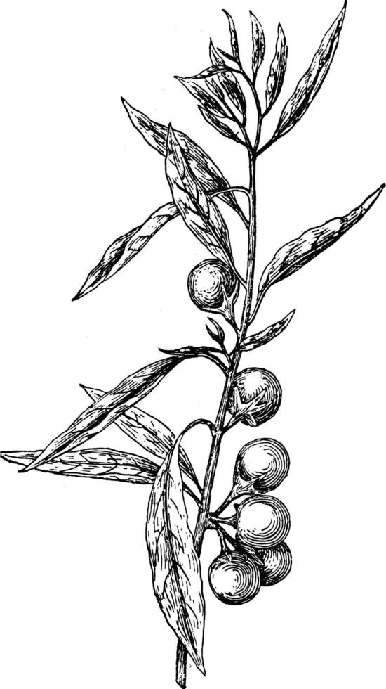 ilustração vintage pseudo-capsicum solanum. vetor