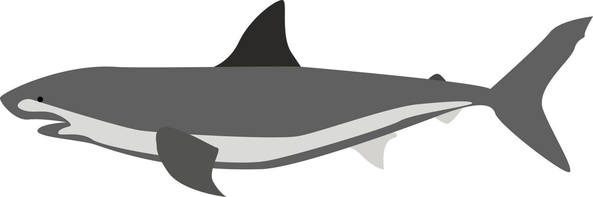tubarão, ilustração, vetor em fundo branco.