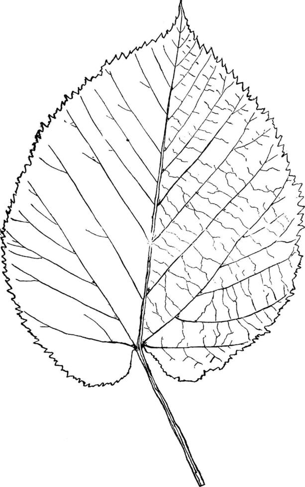 gênero tilia, L. ilustração vintage de basswood. vetor