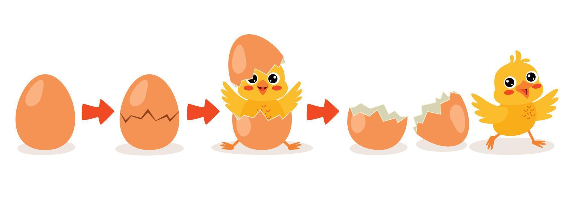 processo de incubação e crescimento de frango vetor