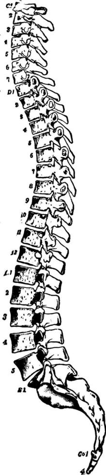 coluna vertebral, ilustração vintage. vetor