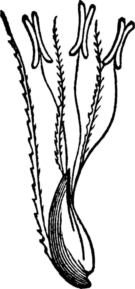ilustração vintage de grama rabo de raposa esbelta. vetor