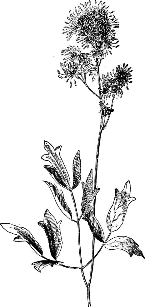 thalictrum, fendleri, botão de ouro, ranunculaceae, perene, ervas, ocidental, norte, ilustração vintage da américa. vetor