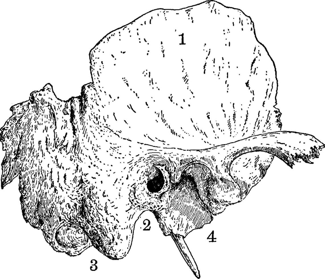 osso temporal do crânio humano, ilustração vintage. vetor