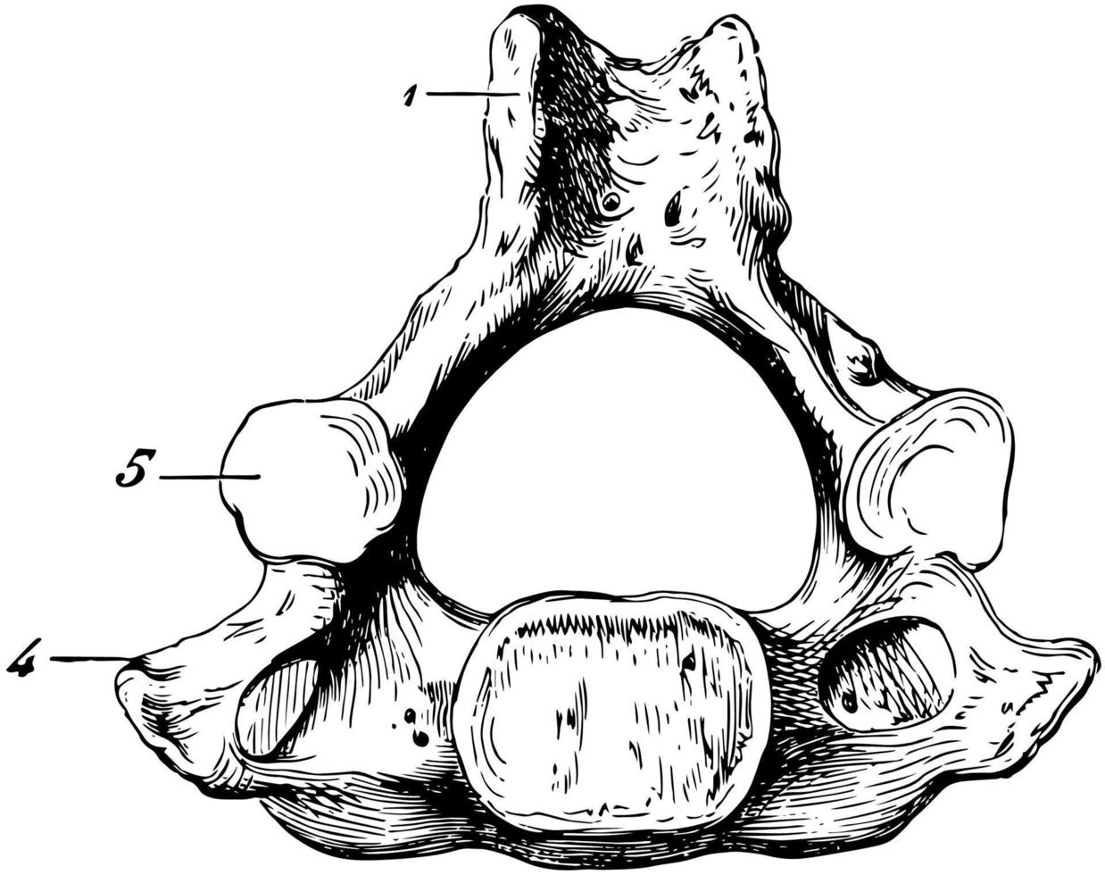 osso de vértebra cervical humana, ilustração vintage. vetor