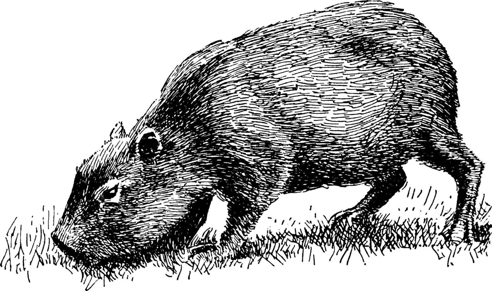 capivara hydrochoerus hydrochaeris ilustração vintage. vetor