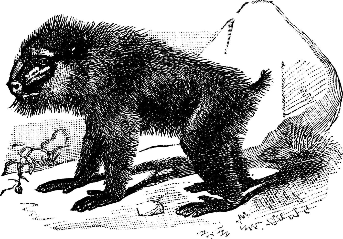 babuíno, ilustração vintage. vetor