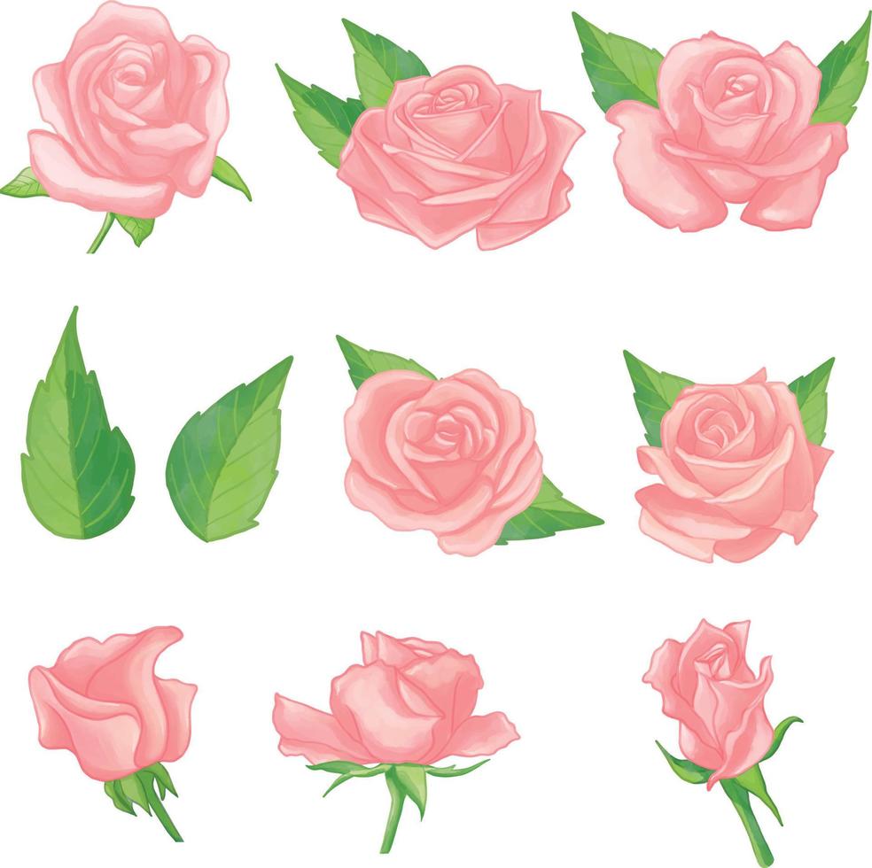 conjunto de flor rosa aquarela, clipart de flora rosa vetor