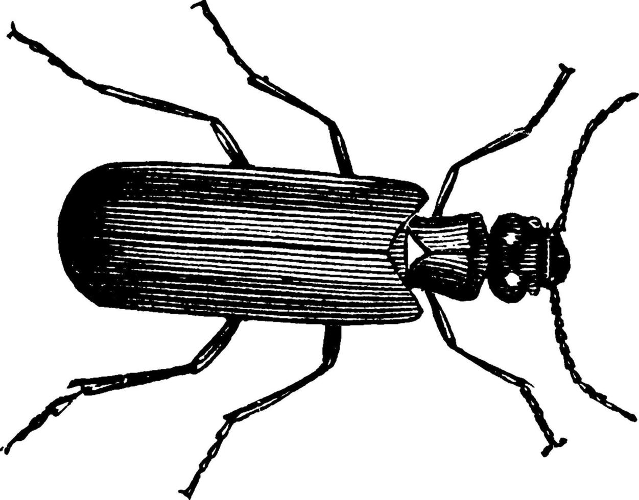 mosca espanhola, ilustração vintage. vetor
