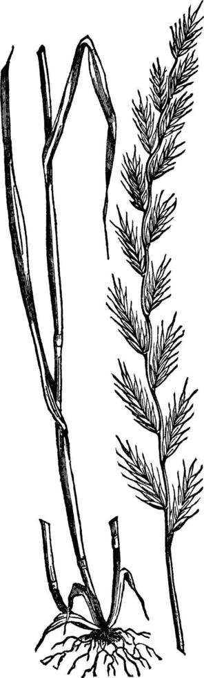ilustração vintage de grama de centeio italiano. vetor