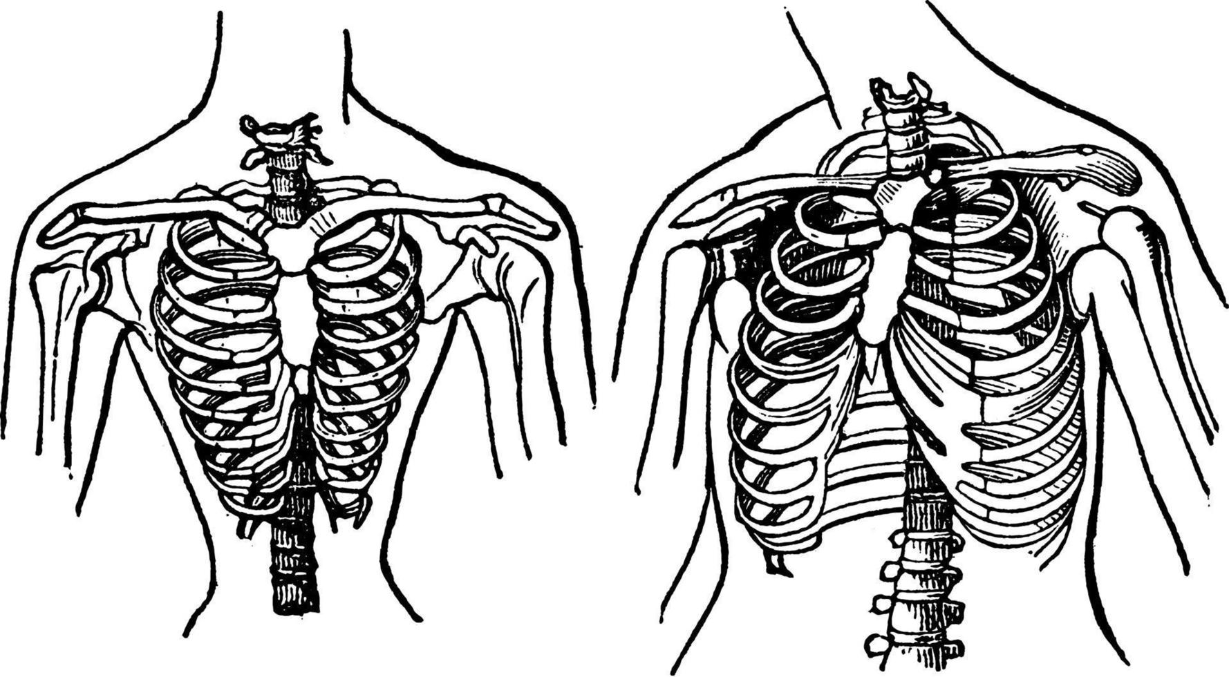 ilustração vintage de peito humano. vetor