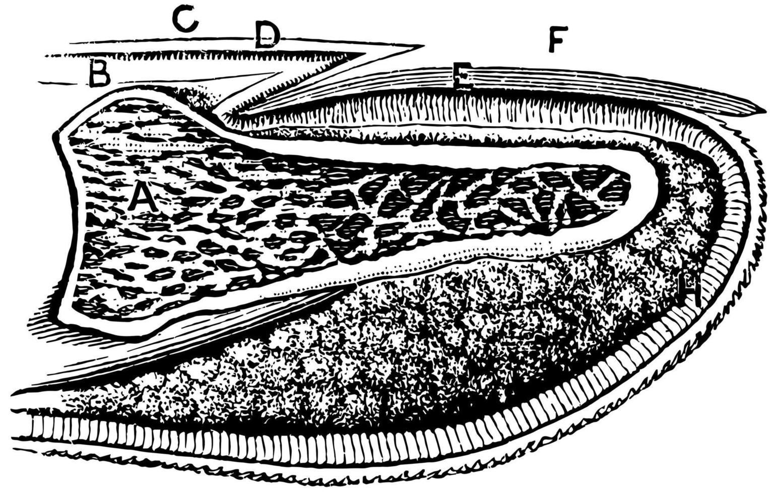 seção longitudinal de uma unha, ilustração vintage. vetor