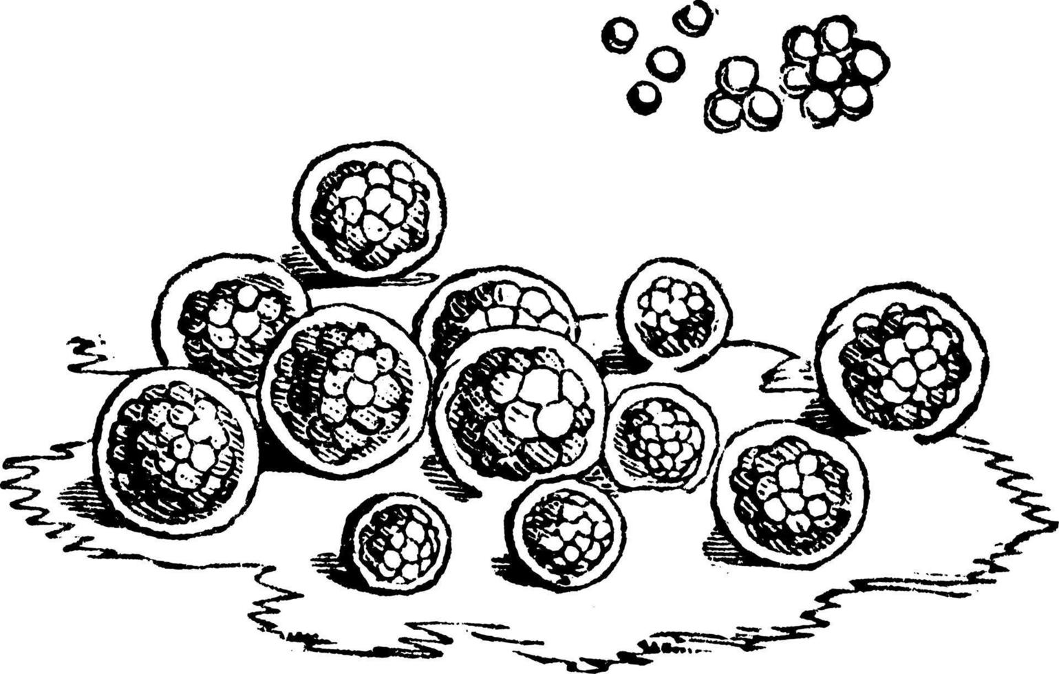 Protococcus algas p.nivalis neve vermelha, ilustração vintage. vetor