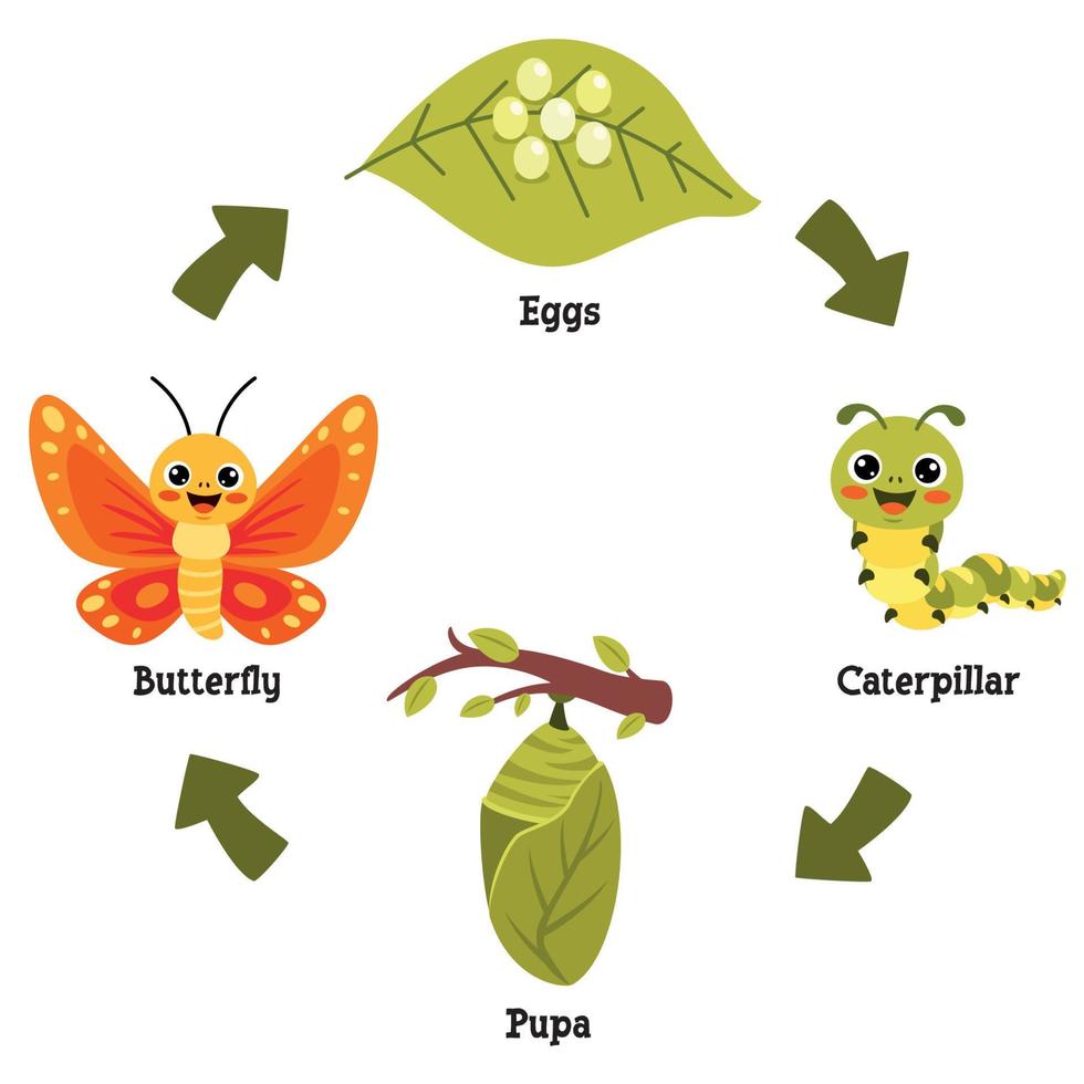 o ciclo de vida da borboleta vetor