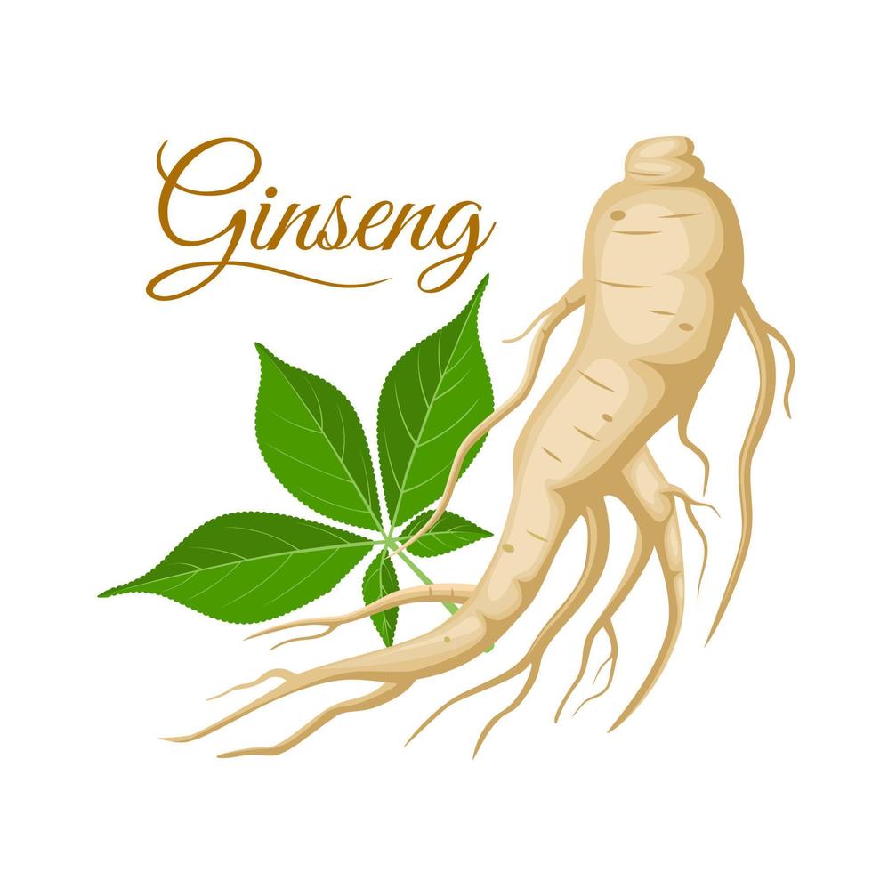 ilustração vetorial, raiz de ginseng com folhas, isolado no fundo branco, adequado para rótulos de produtos de embalagem de fitoterapia ou capas de livros de fitoterapia. vetor