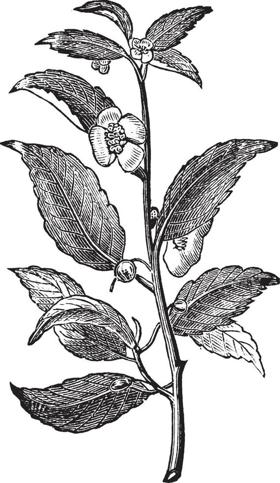 ilustração vintage de planta de chá. vetor