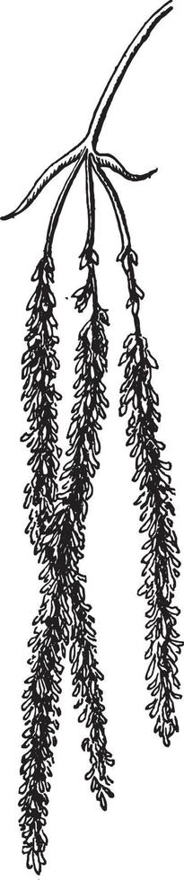 ilustração vintage flor de nogueira casca de cascalho. vetor