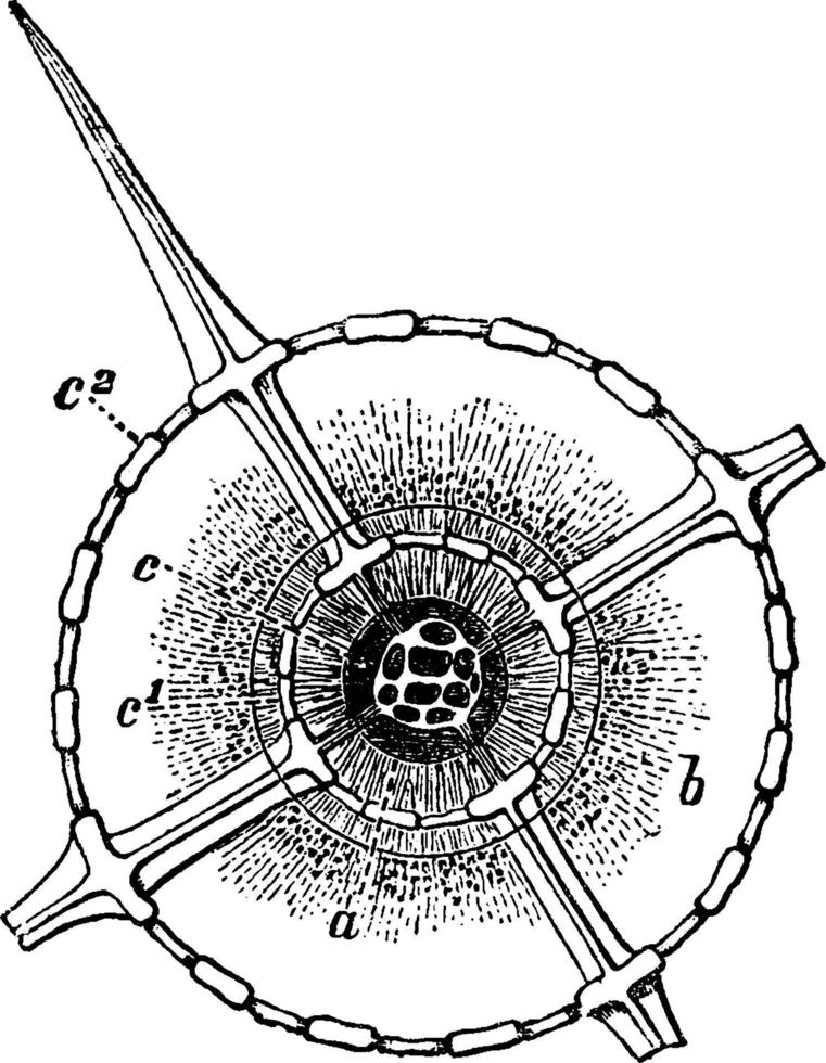 seção óptica de um radiolário radiolário, ilustração vintage. vetor