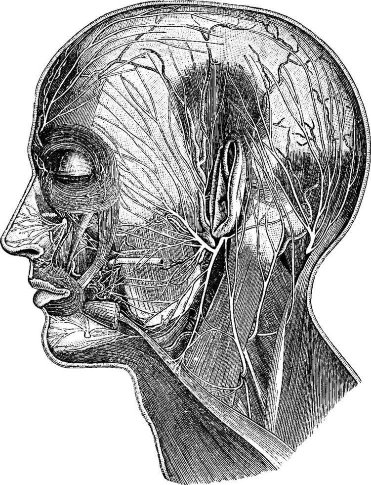 nervos superficiais da cabeça, ilustração vintage. vetor