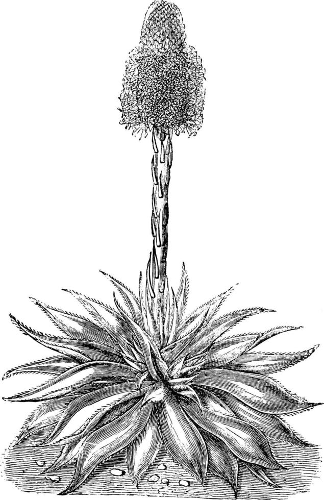 agave celsiana flor vintage ilustração. vetor