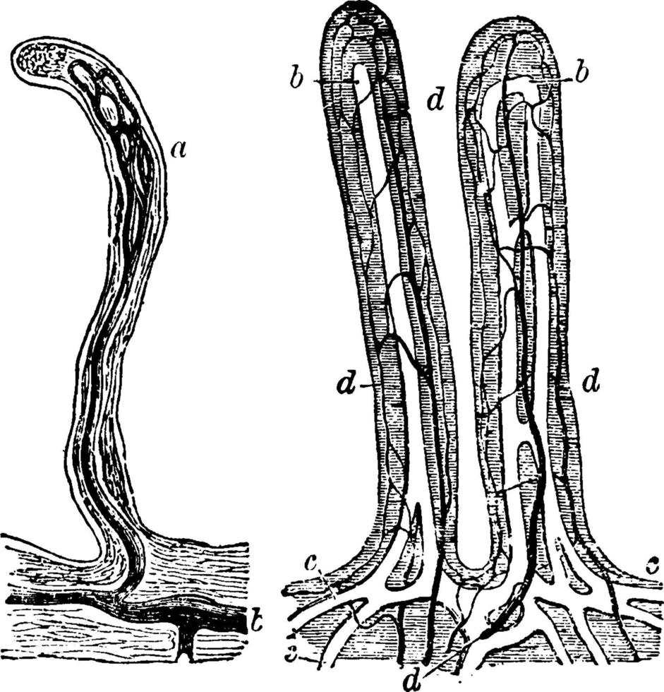 vilosidades do intestino delgado, ilustração vintage vetor