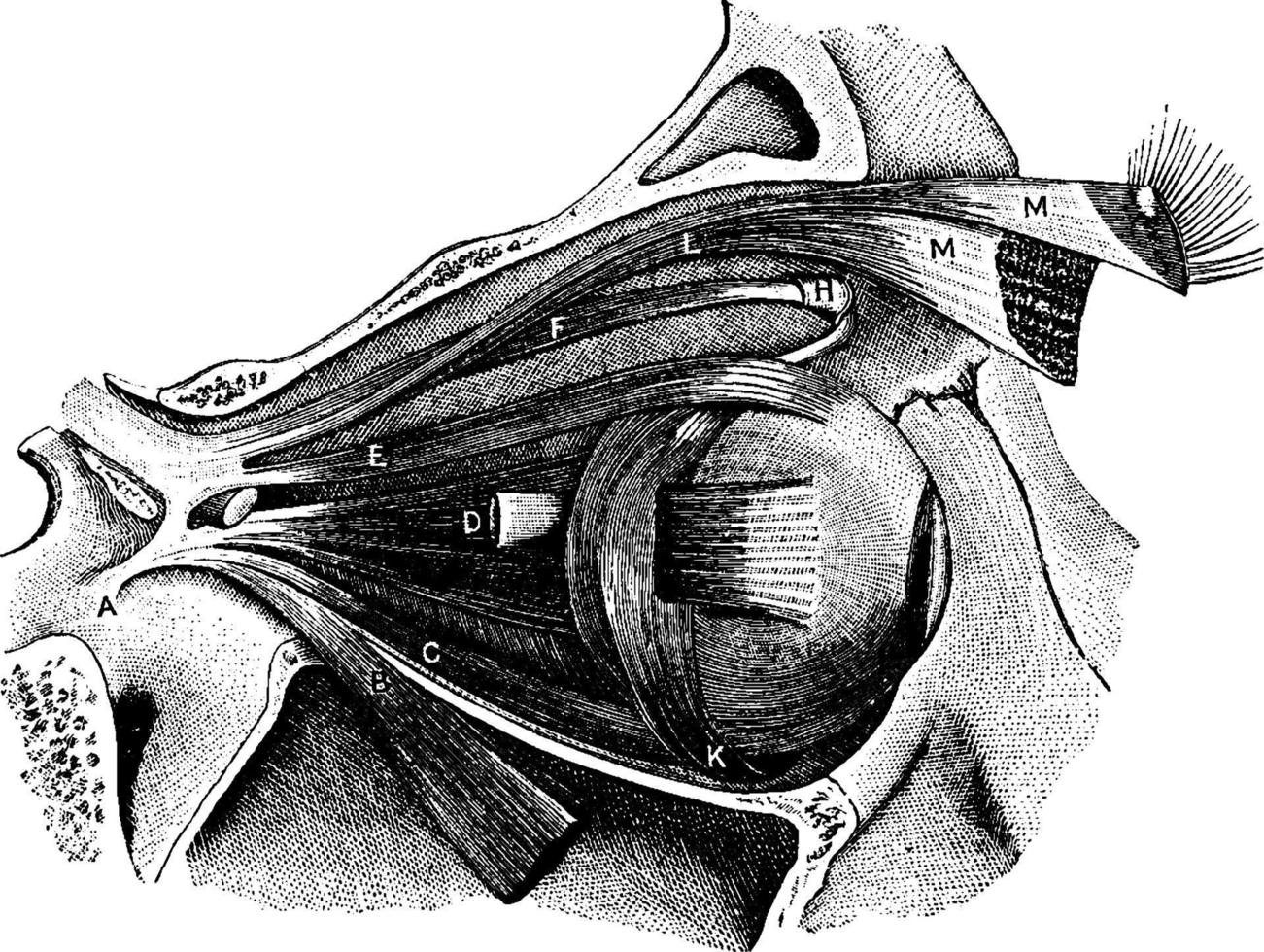músculos do globo ocular, ilustração vintage. vetor