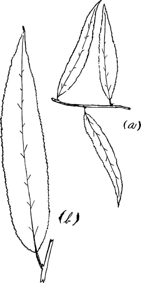 gênero salix, L. ilustração vintage de salgueiro. vetor