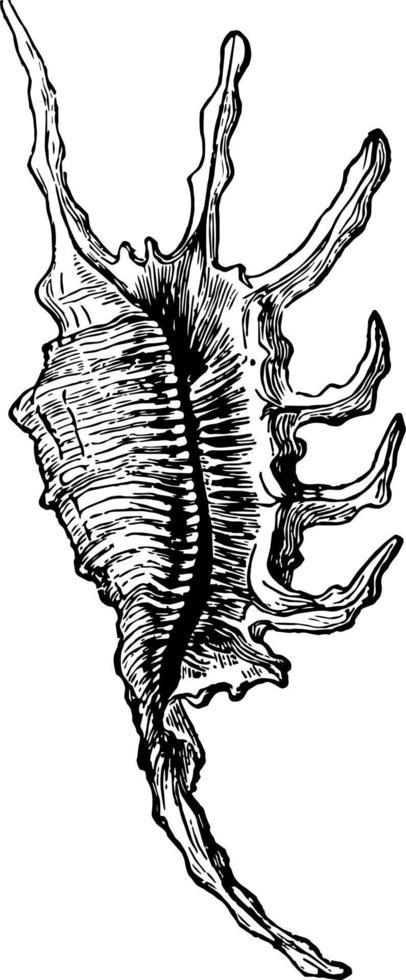 ilustração vintage de pteroceras escorpião. vetor