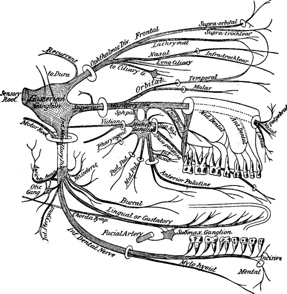 nervos cranianos, ilustração vintage. vetor