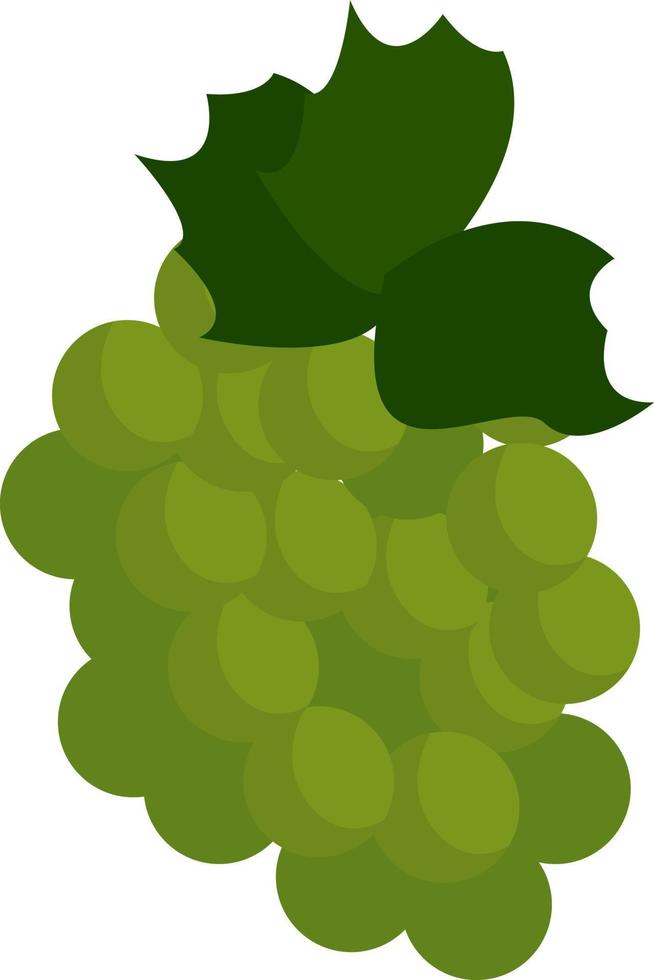 uvas verdes, ilustração, vetor em fundo branco.