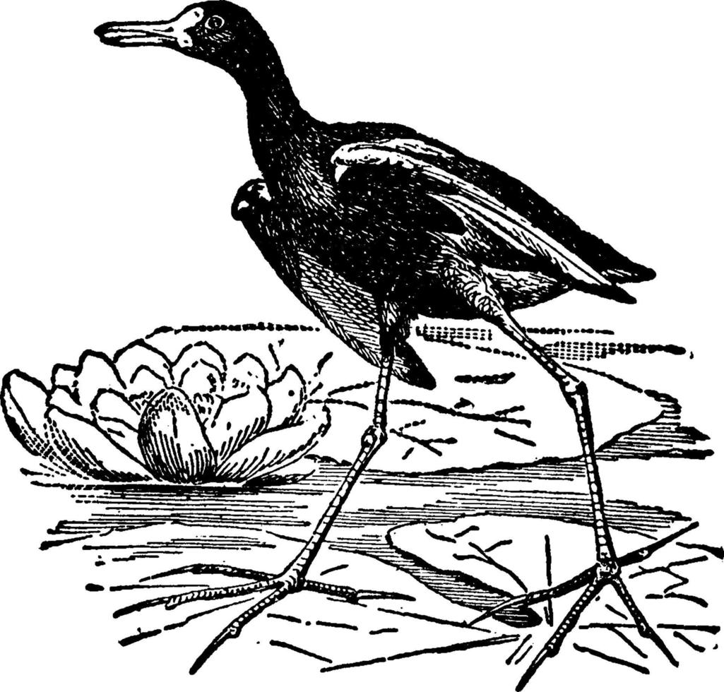 jacana ou grallatores, ilustração vintage. vetor