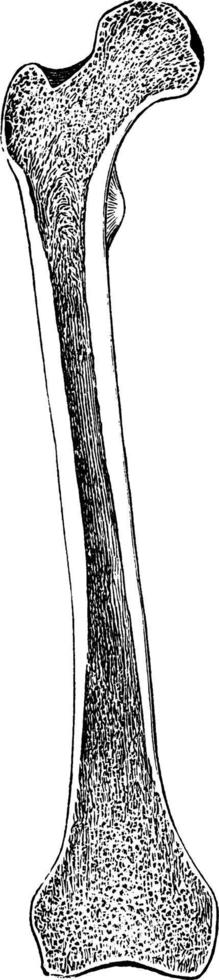 ilustração vintage fémur osso da coxa. vetor