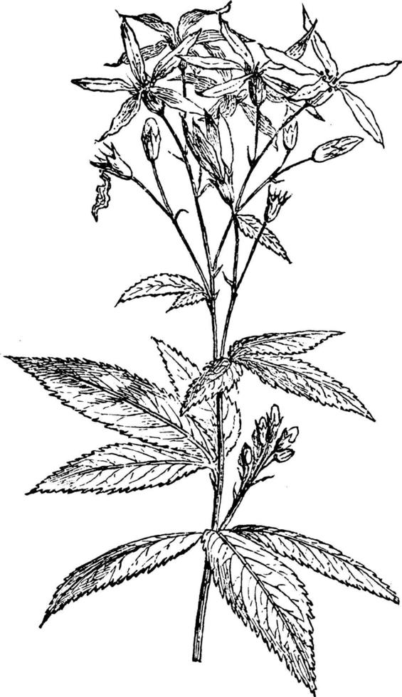 botânica, Gillenia, trifoliata, ornamental, planta, rosaceae, rosa, ilustração vintage da família. vetor