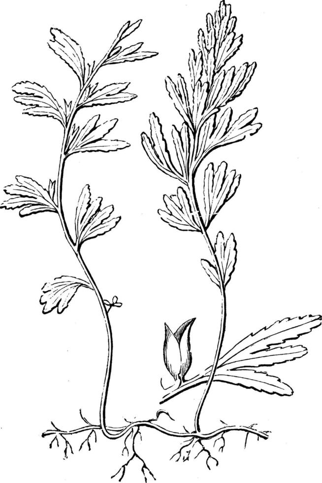 hábito e pinna destacada com invólucro de ilustração vintage de himenophyllum unilaterale. vetor