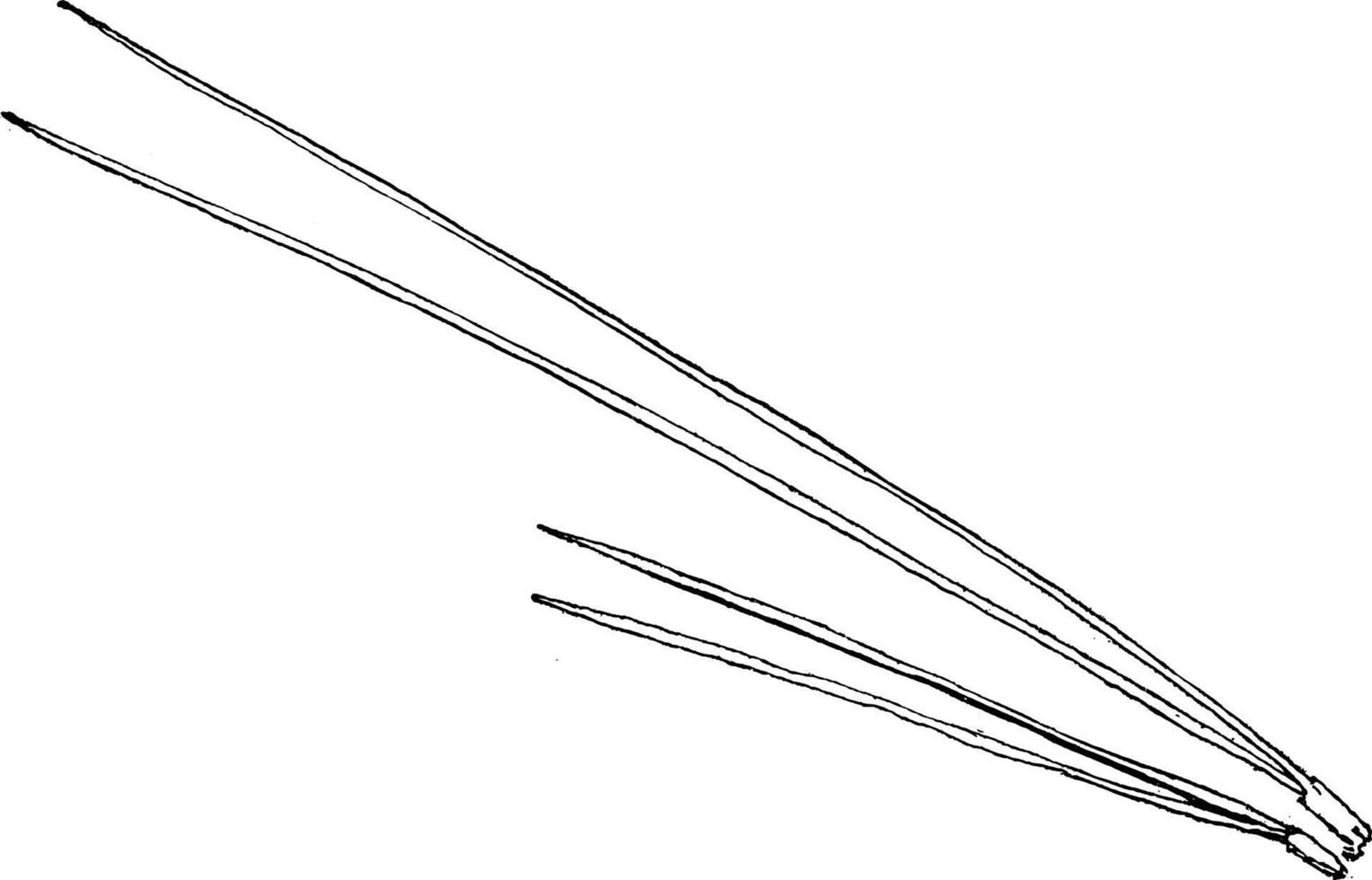 gênero pinus, L. ilustração vintage de pinho. vetor