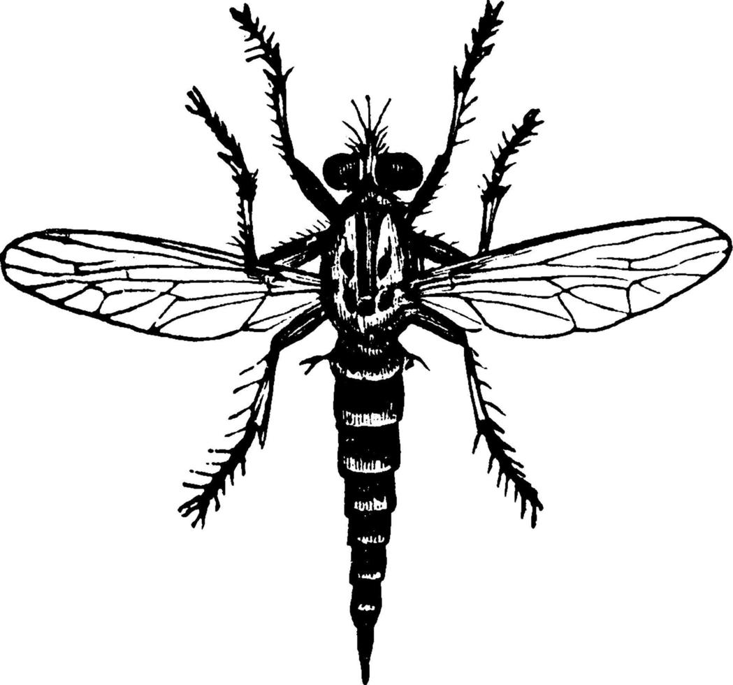 mosca de ladrão, ilustração vintage. vetor