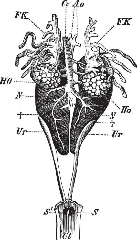 órgãos genitais de sapo comestível masculino, ilustração vintage vetor