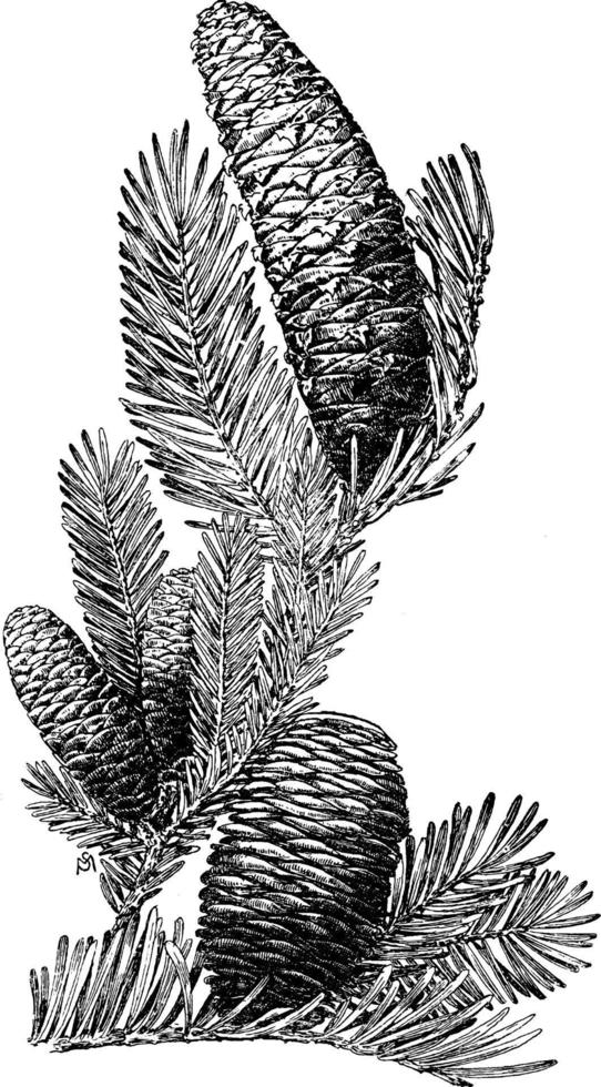 ilustração vintage de cones de árvore do abeto. vetor