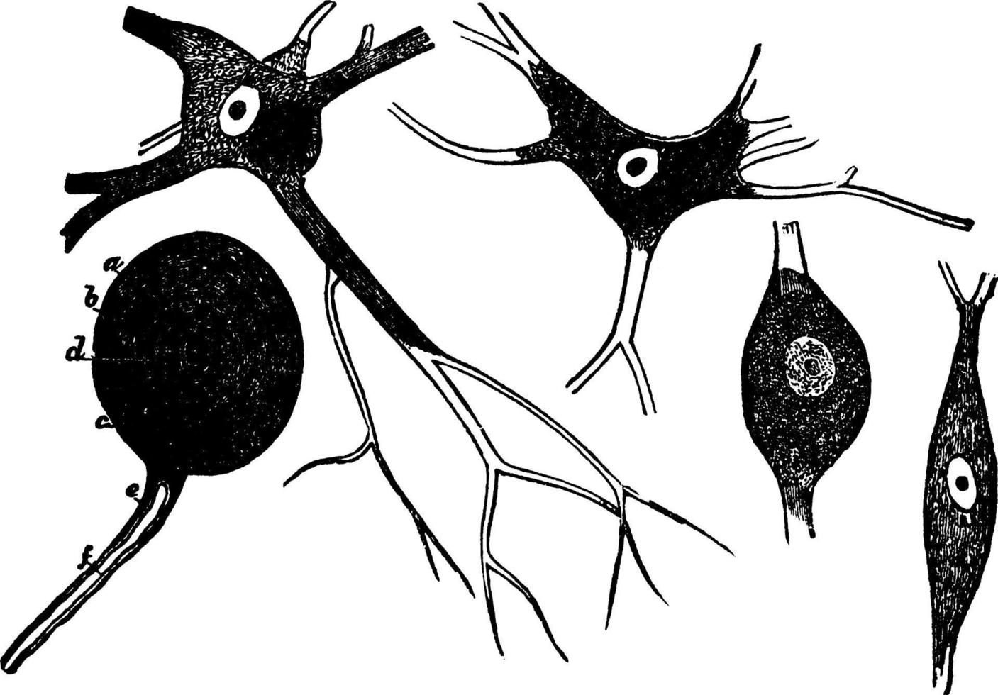 neurônios, ilustração vintage. vetor