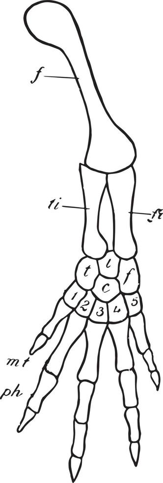 membro traseiro de vertebrado, ilustração vintage vetor