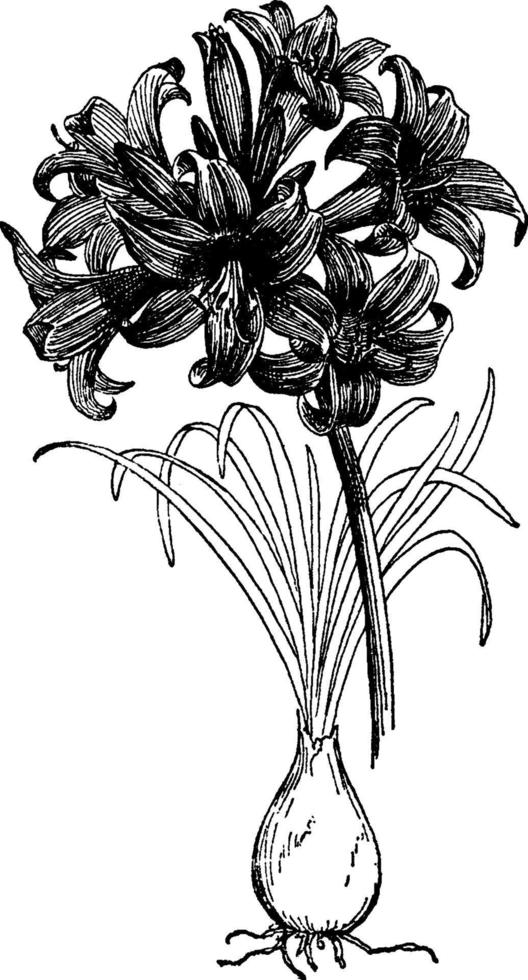 ilustração vintage amarylis belladona. vetor