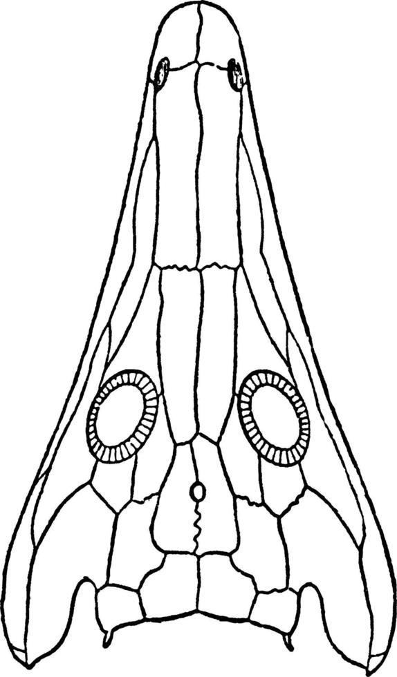 cabeça de arquegossauro, ilustração vintage. vetor