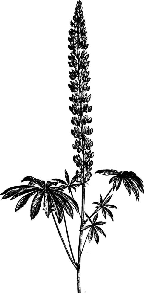 inflorescência e folhas superiores de ilustração vintage de lupinus polyphyllus. vetor