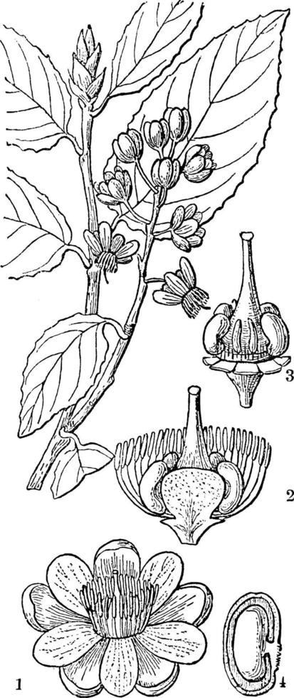 ilustração vintage ochna. vetor