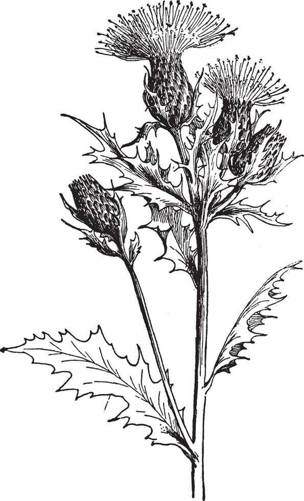 ilustração vintage cirsium muticum. vetor