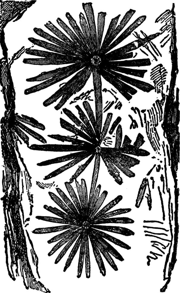 planta fóssil, ilustração vintage. vetor
