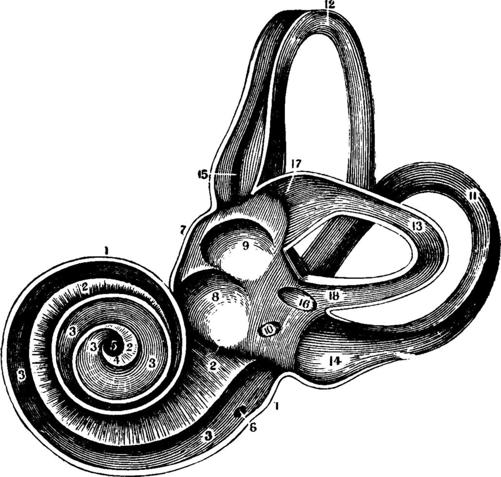 o labirinto do ouvido interno, ilustração vintage. vetor