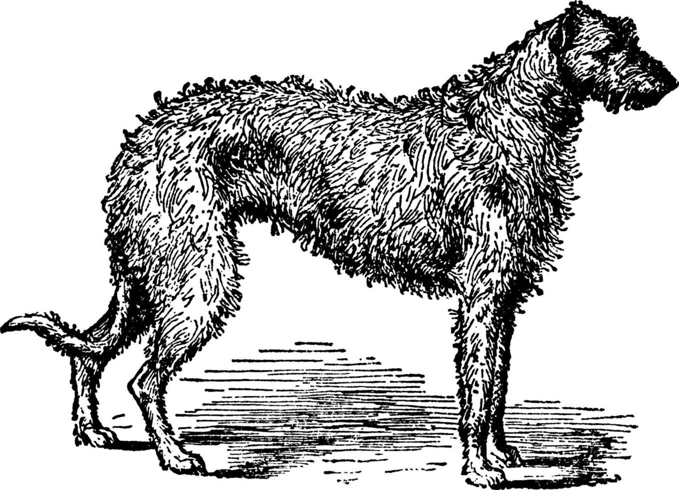 ilustração vintage staghound. vetor