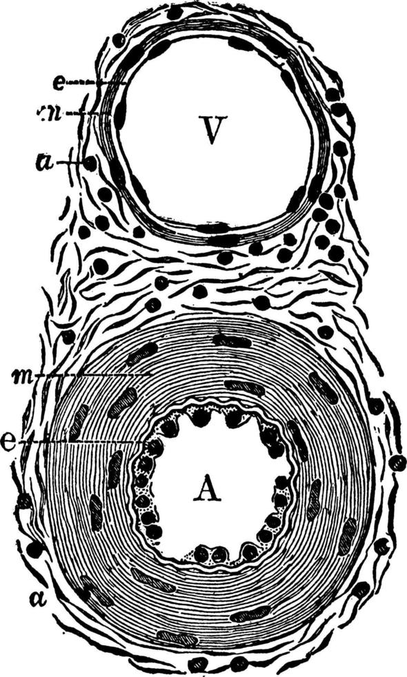diagrama de uma artéria e uma veia, ilustração vintage. vetor