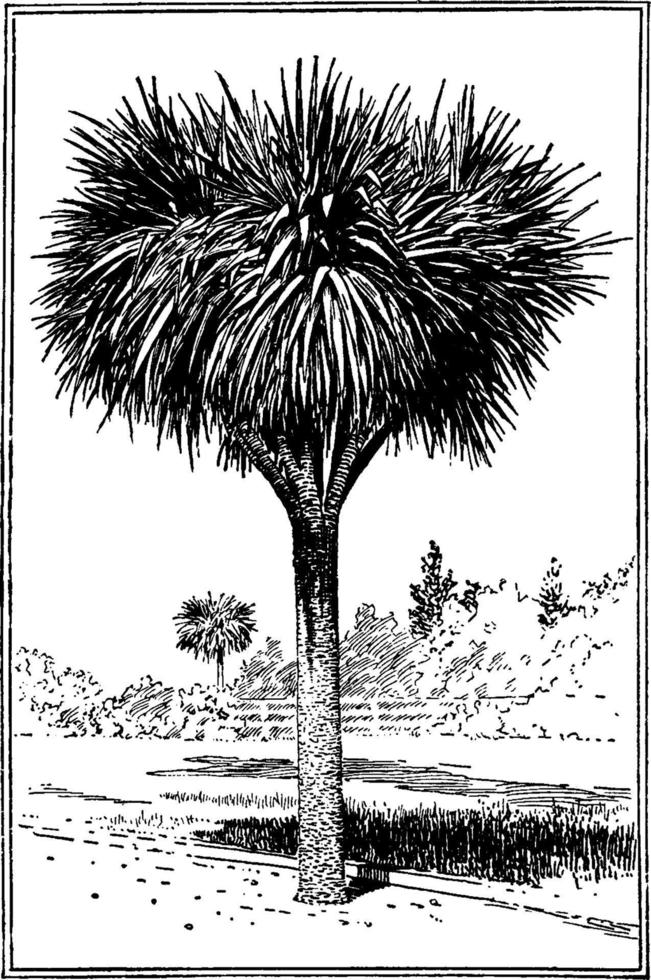 ilustração vintage de palmeira dracena. vetor